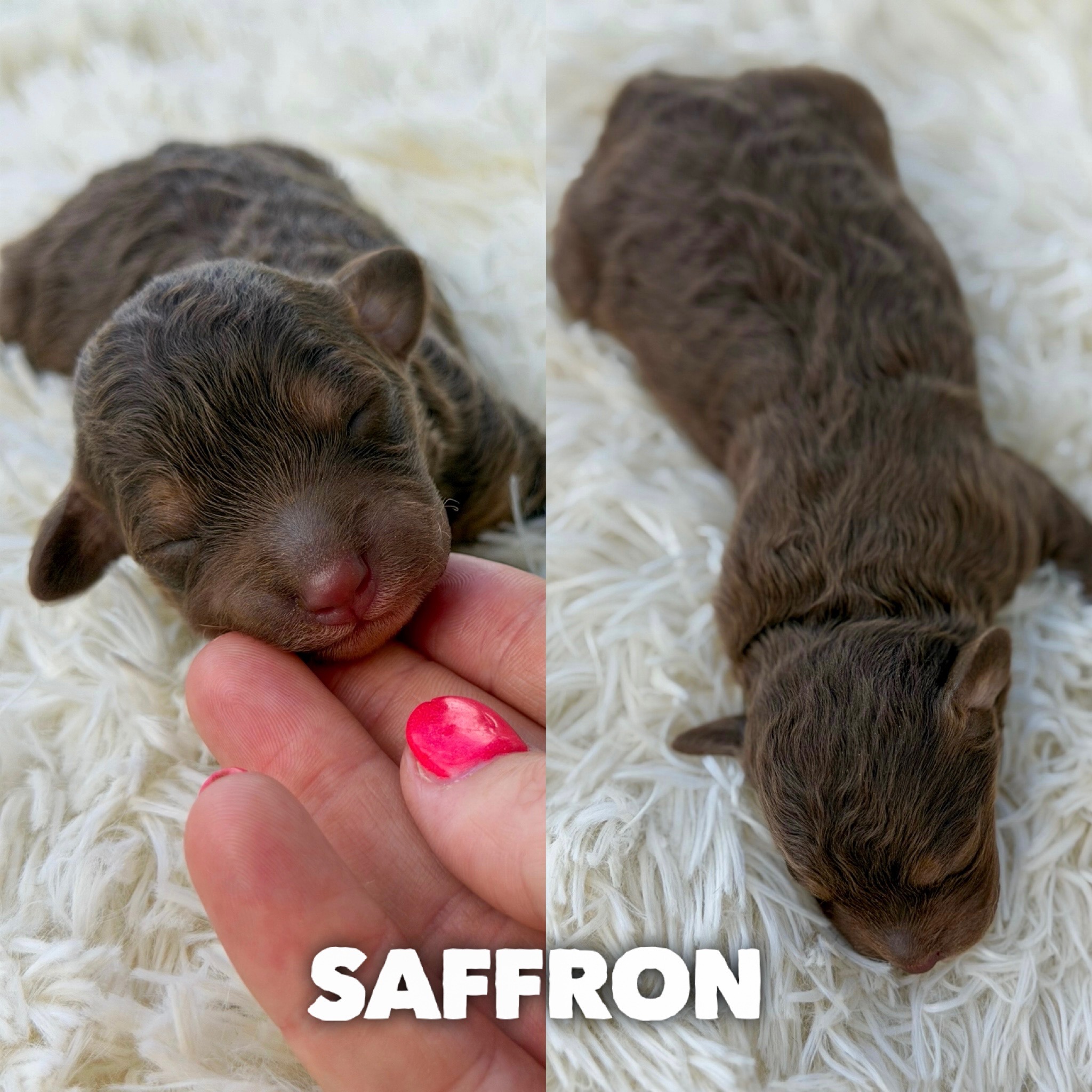 Saffron 1